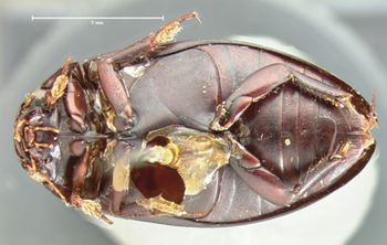 Media type: image;   Entomology 6039 Aspect: habitus ventral view